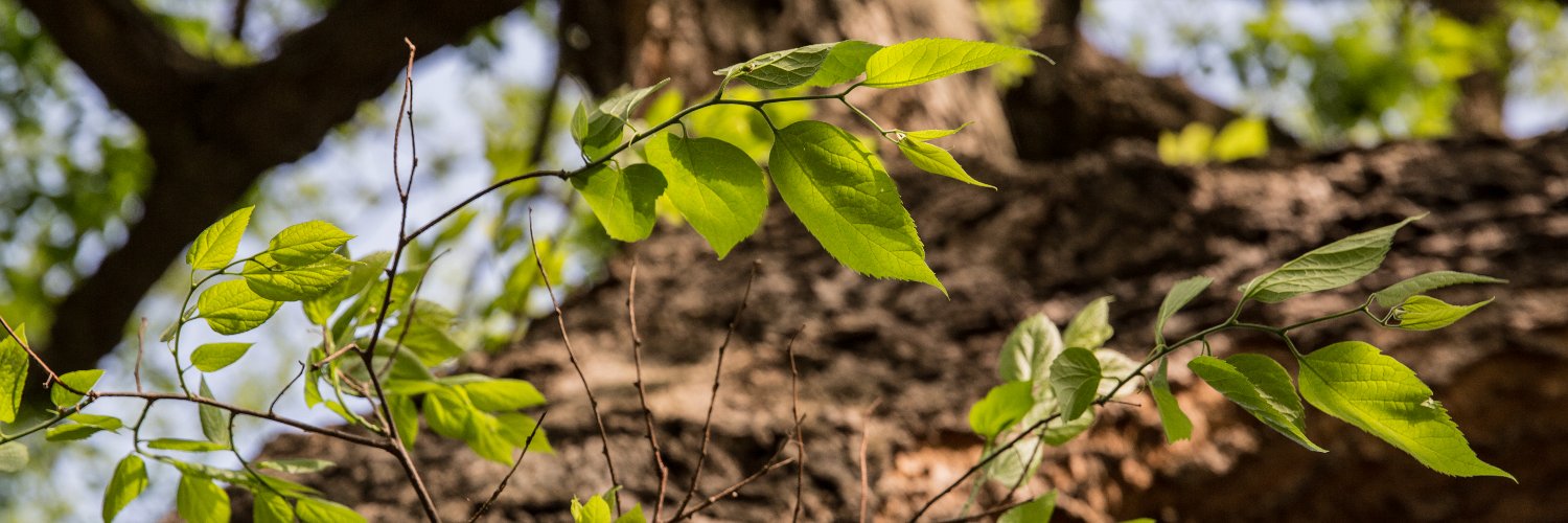 Tree of the Year banner