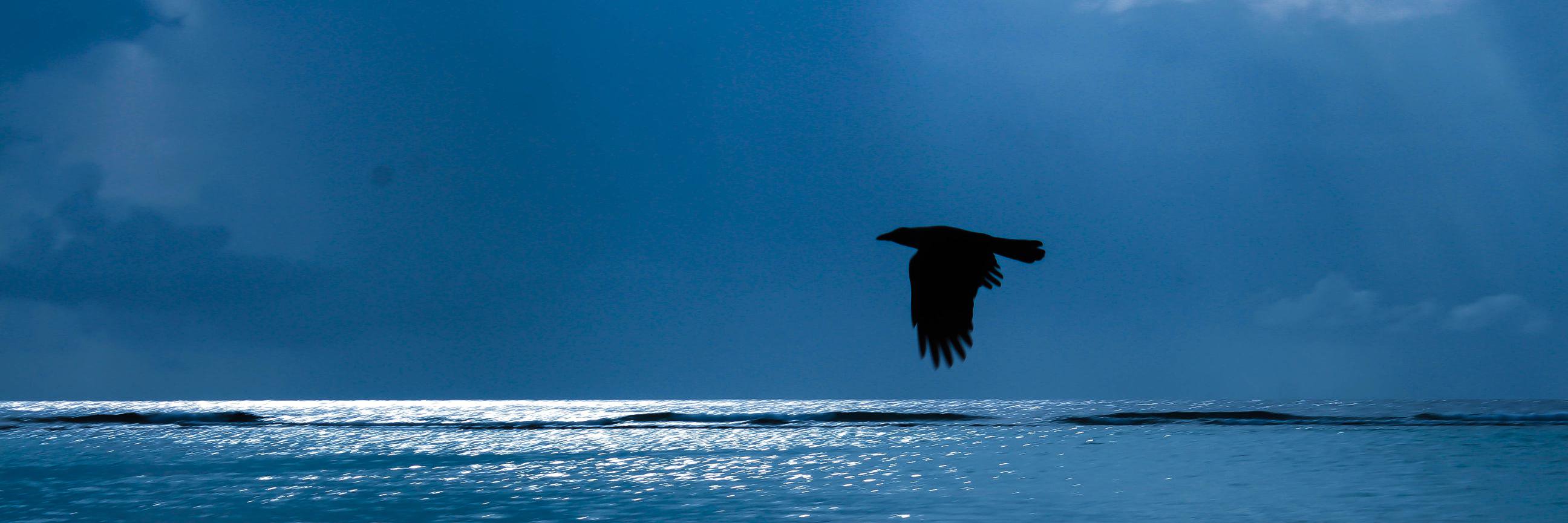 Amyna 🇲🇻🇵🇸 banner