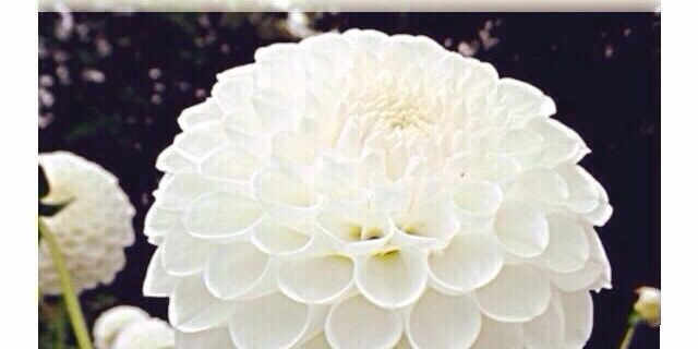 AHLAM_ALM's profile banner image