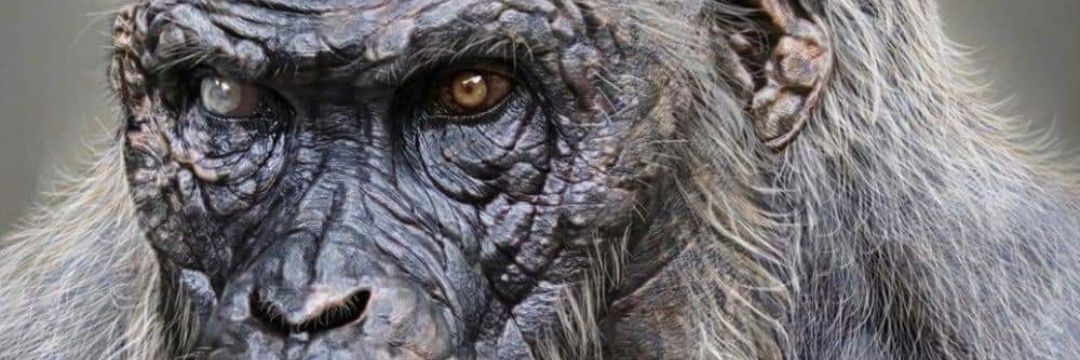 theLastMonkey92's profile banner image