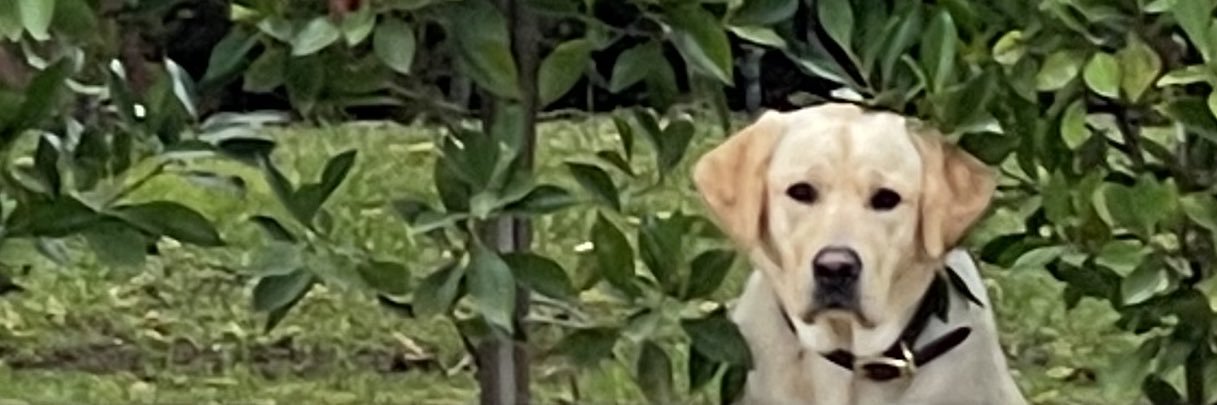 rustinjamirez's profile banner image