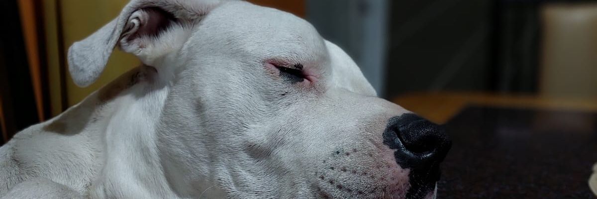 Sofiiprietoooo's profile banner image