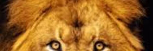fdividive's profile banner image