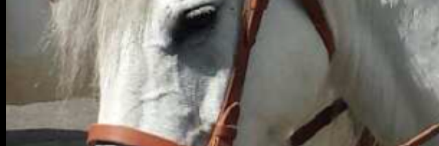 isaToussaint's profile banner image