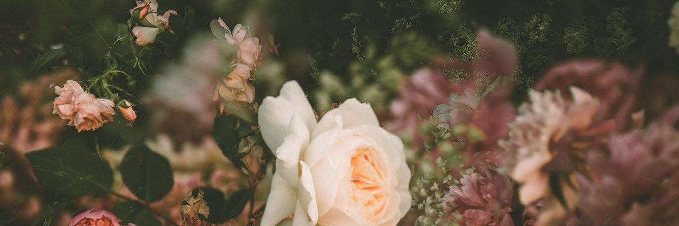 vanillenoire_'s profile banner image