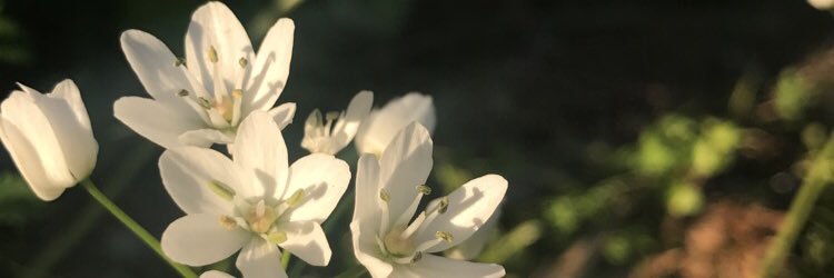 sarat71's profile banner image