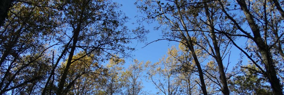 Guy James 🌍 guyjames.bsky.social banner