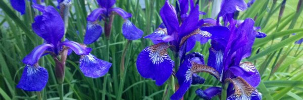 ilonalu Profile Banner