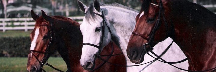 rrenad22's profile banner image