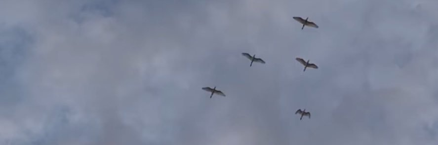 Jéssica Sampaio banner