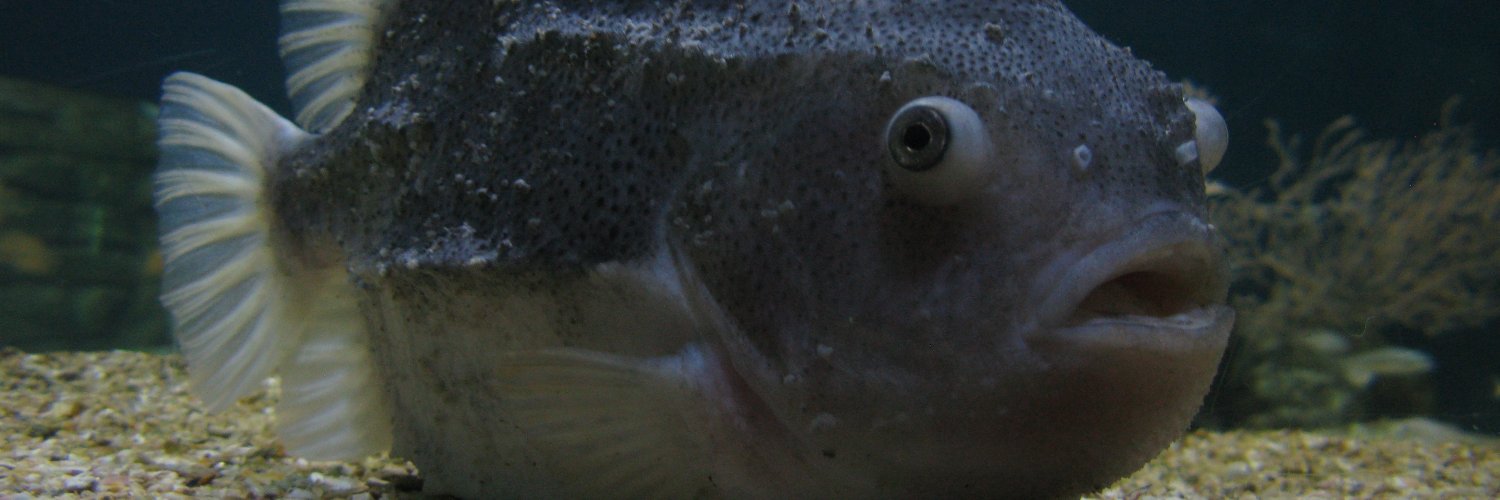 Snilepisk's profile banner image
