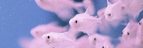 frankie.pdf banner