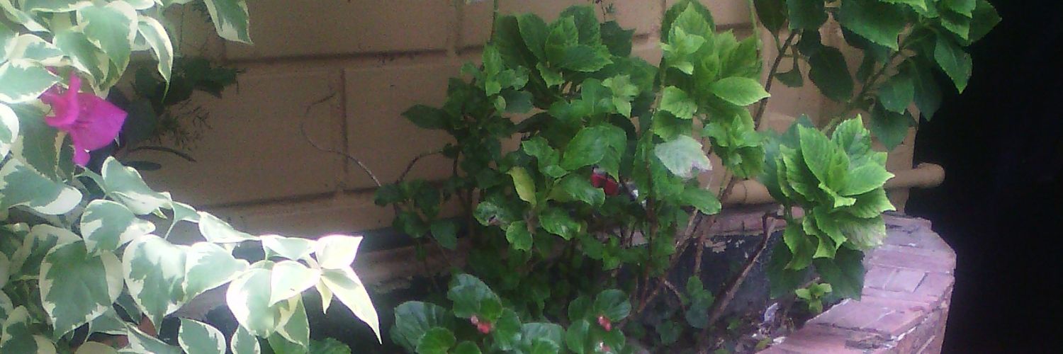 Bescarlu's profile banner image