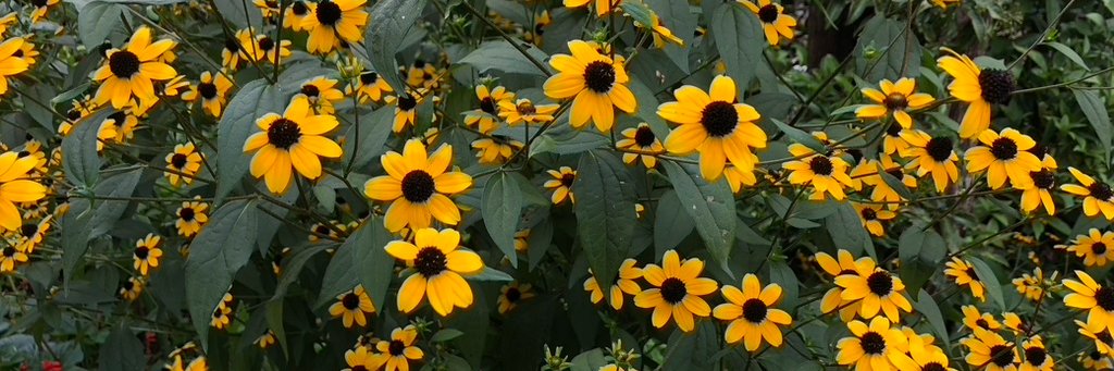 Kazuaki Katori banner