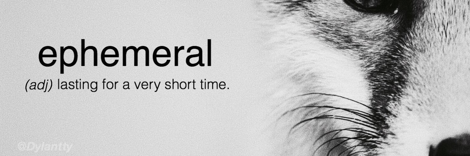 sleepyffox's profile banner image