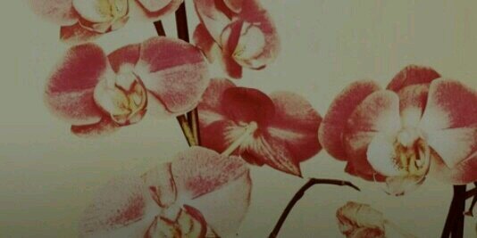 Sandra Rodríguez banner