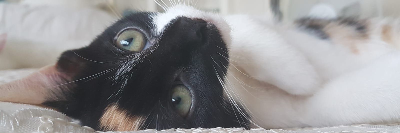 ripxdoc's profile banner image