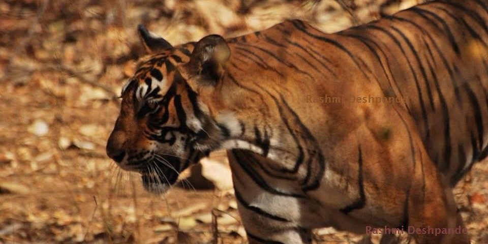 deshpanderashmi's profile banner image