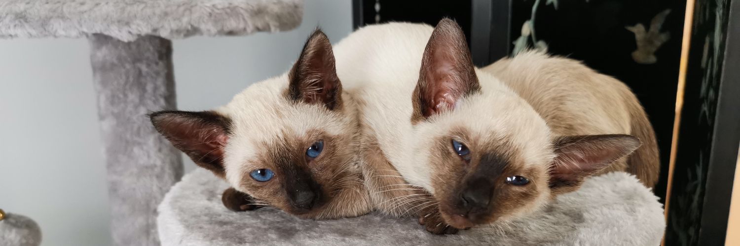 kittenfacegames's profile banner image