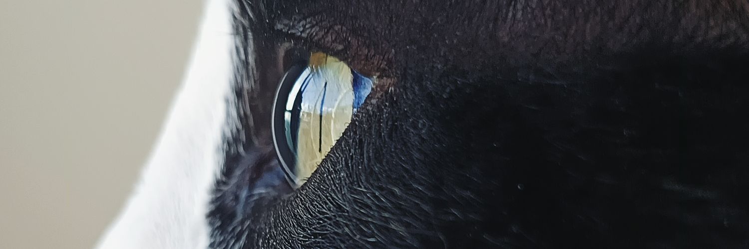 InnsanneRd's profile banner image