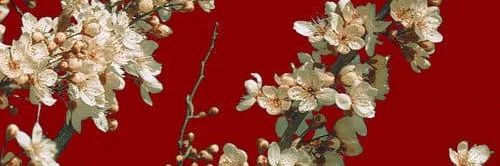 MellowTheWillow's profile banner image
