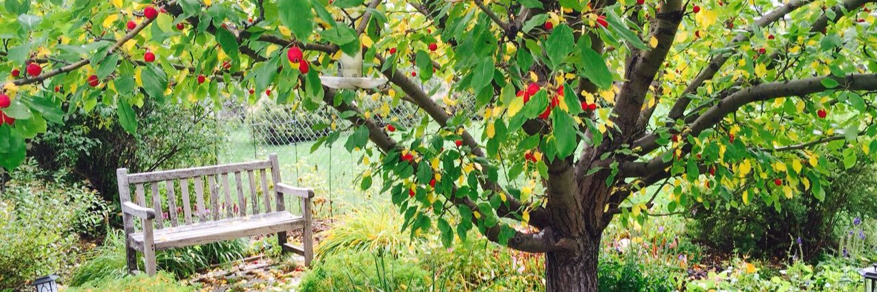 Dentist Bob….🥌 banner