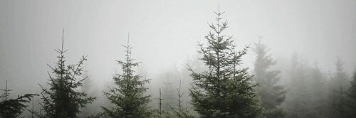 WesternesseLady's profile banner image