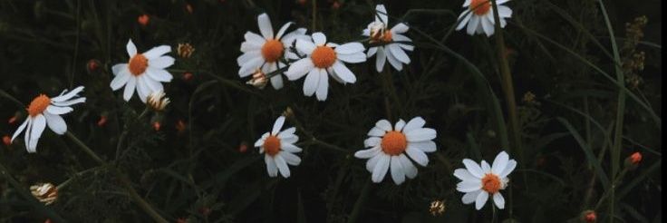 oyeramsha_'s profile banner image