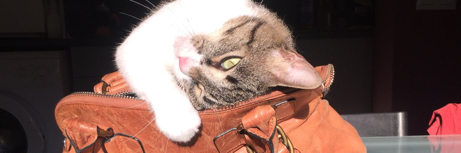 soni_cats's profile banner image