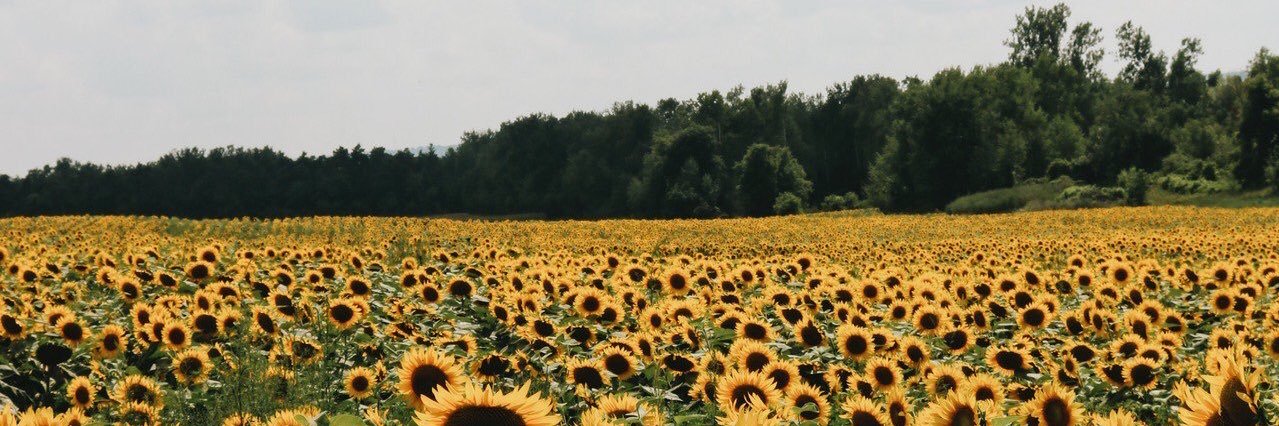 BabeeDome's profile banner image