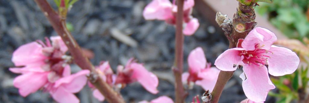 pebotuwa's profile banner image