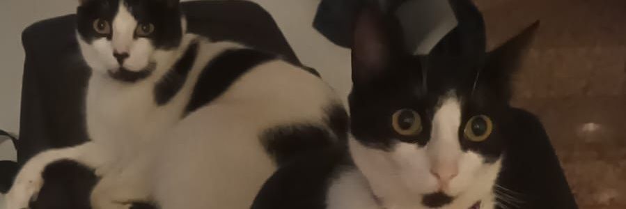 #TodosLocos 😎 banner