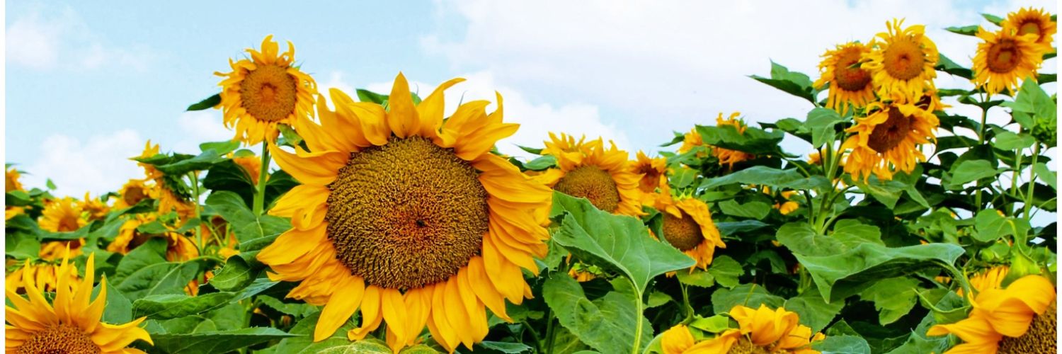 AVIADATO's profile banner image