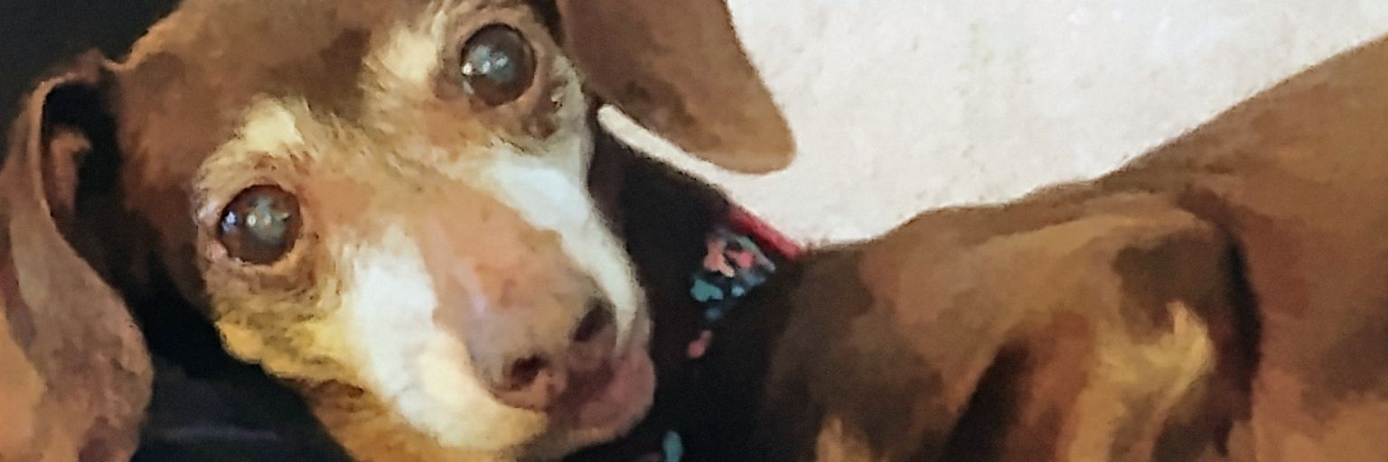 Austin banner