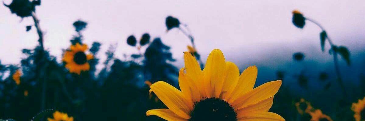 ameliaaaajh's profile banner image