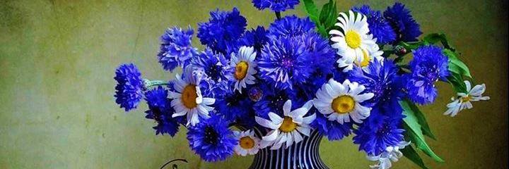 pemula's profile banner image