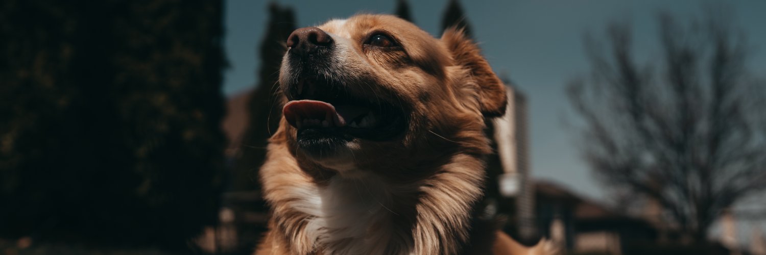 kokajhuk's profile banner image