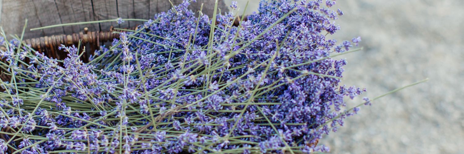 🌻 Rilzy 🌻 banner