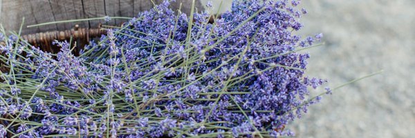 rilzywrites Profile Banner