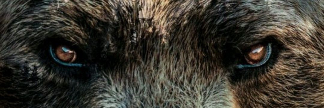 CesarDeadBear's profile banner image
