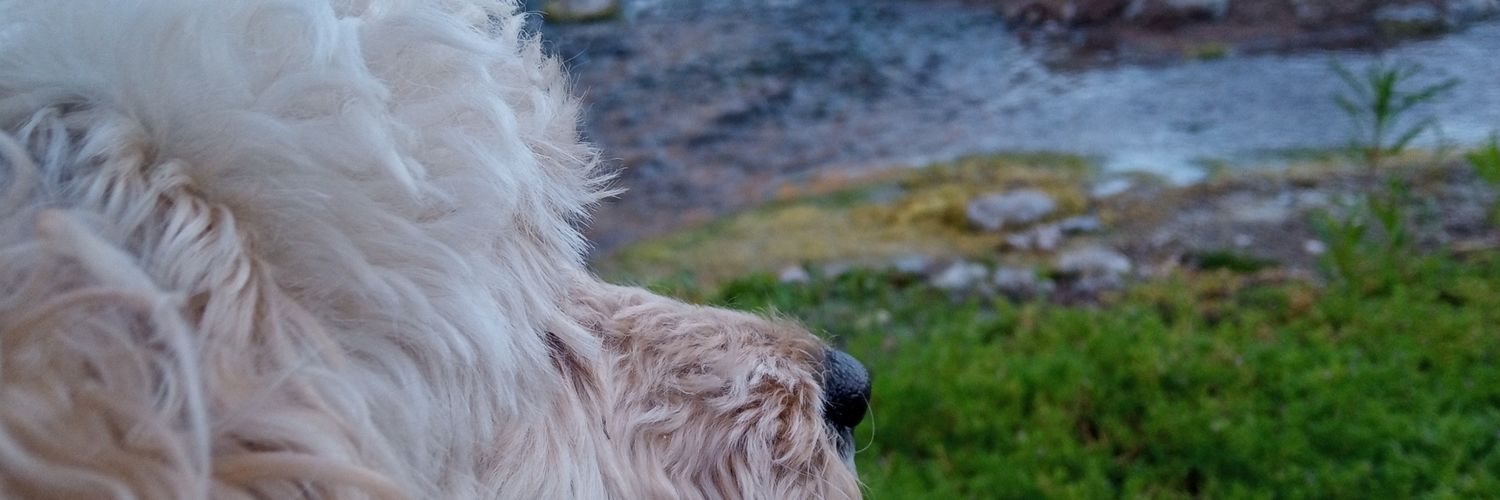 sofiaamarp's profile banner image