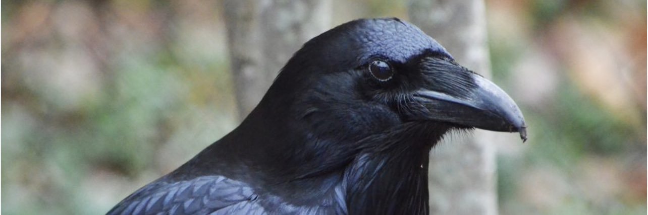 Fire John Harbaugh banner