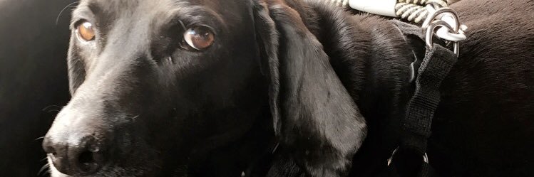 MegTanney's profile banner image