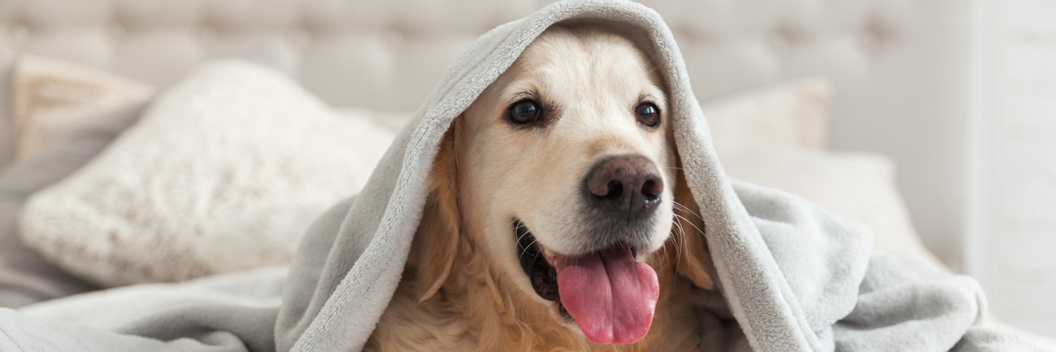 DogFriendly.com banner