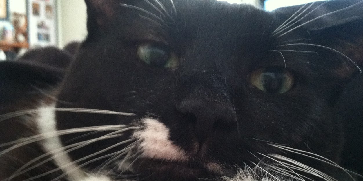 blacksmellycat's profile banner image