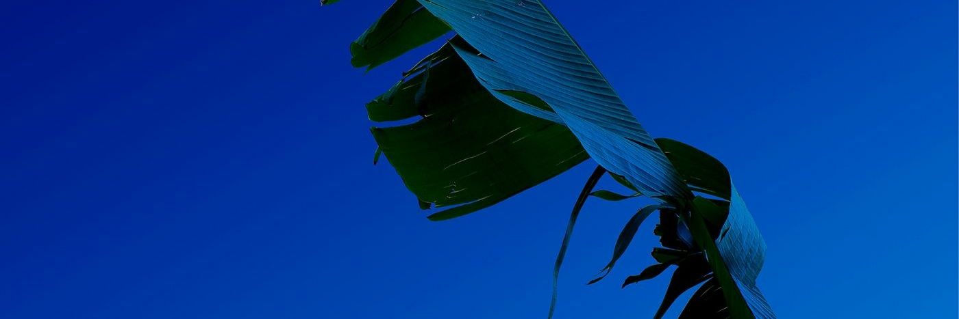 raw_fishes's profile banner image