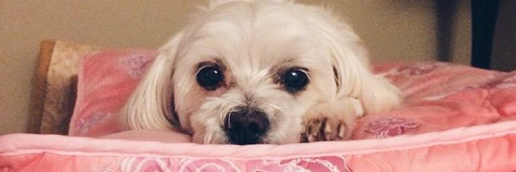 shellayher's profile banner image