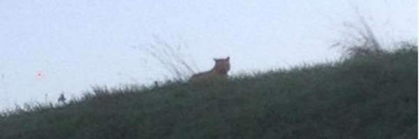 staphwriter Profile Banner