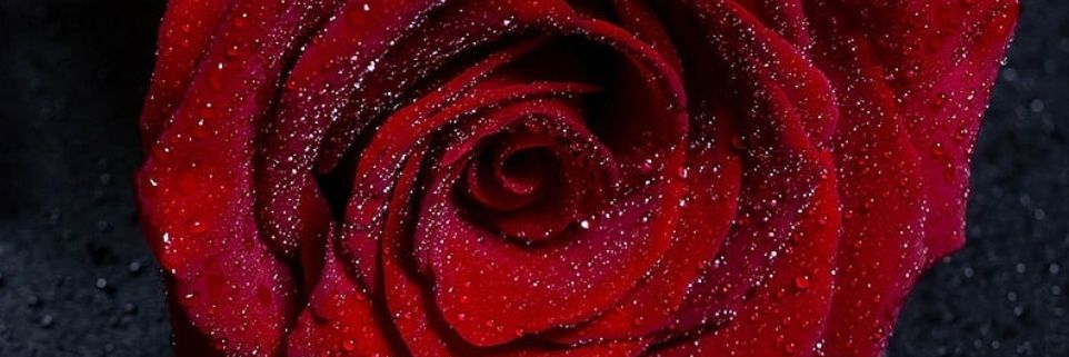 💫BTBN🌙🌹 banner