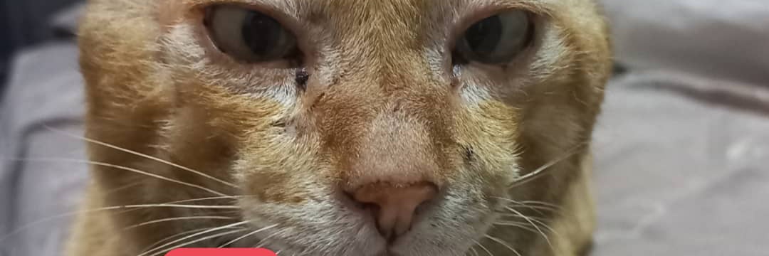 Witari Triarni El P banner